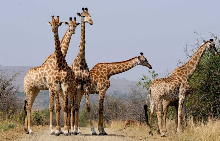 Is Uganda safe for Europeans and Americans?