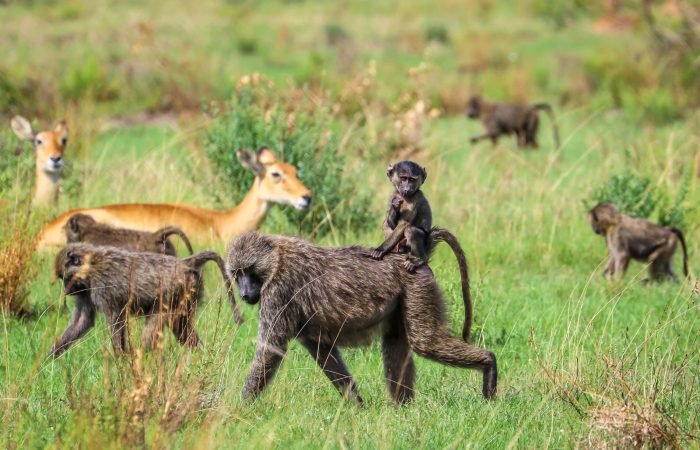 Best Unforgettable African Safari Experiences