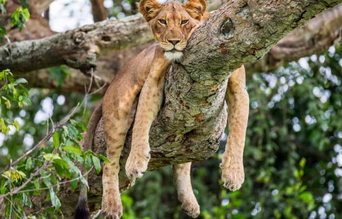 Why Visit Uganda Next in 2026/27 – Camper’s Quest 