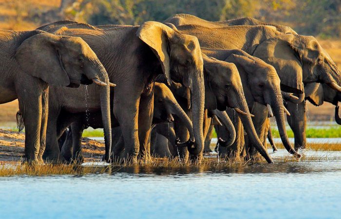 Safari Vacations and Holidays Africa in Uganda | Kenya| Tanzania |Rwanda